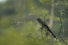 Phaenicophaeus viridirostris