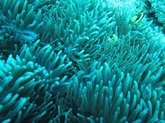 Heteractis crispa
