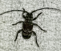 Ecyrus