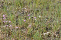 Allium nevii