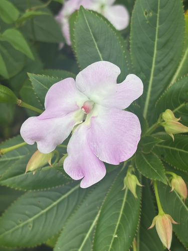 Impatiens sodenii, 2026-08-27