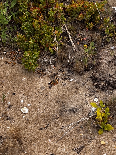 Australian Painted Lady