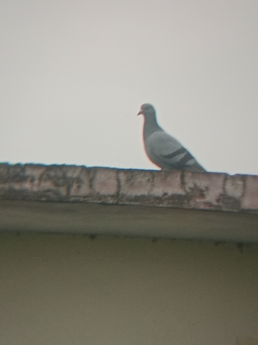Rock Pigeon observed by ankitsinghbisht142