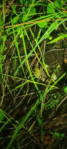 Green Treefrog observed by hcatz