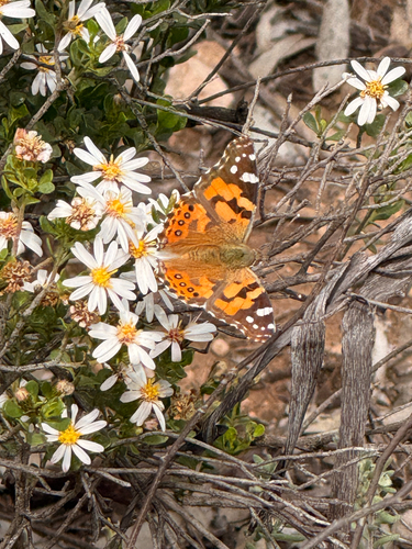 Australian Painted Lady
