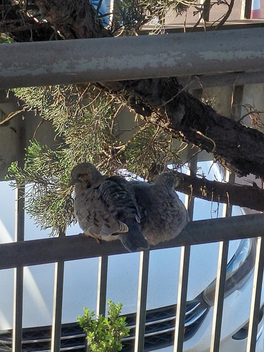 Eared Dove