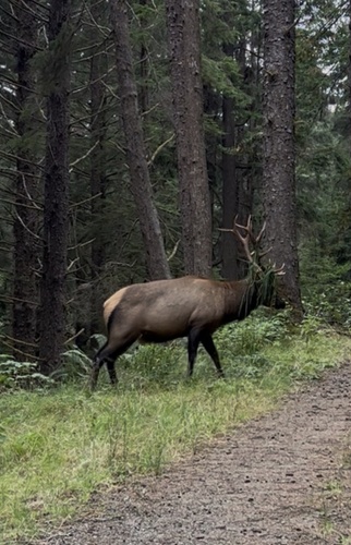 Wapiti observed by z432