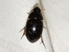 Tropisternus blatchleyi