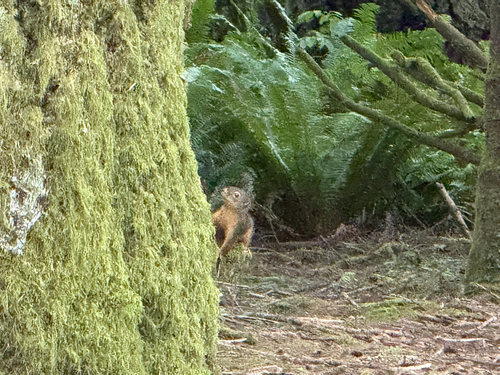 Douglas's Squirrel observed by asemerdj