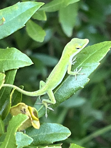 Green Anole observed by skylar5232