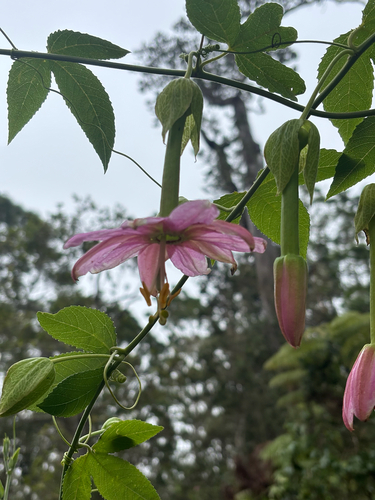Passiflora tarminiana observed 2026-08-27