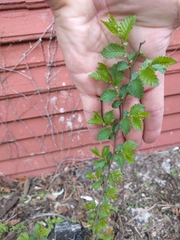 Ulmus pumila