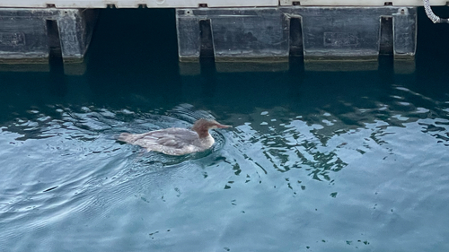 Common Merganser observed by orcanaut
