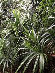 Freycinetia formosana