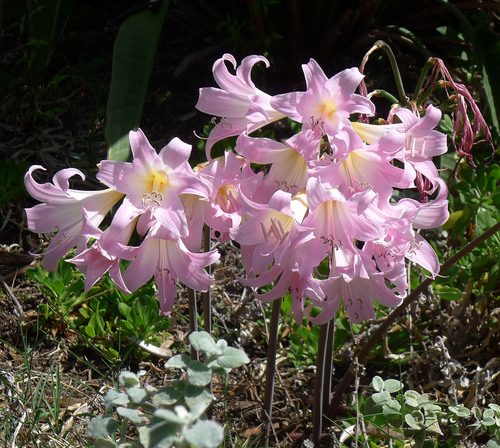 Belladonna Lily