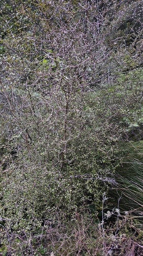 Raukaua anomalus, photograph 5