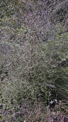 Raukaua anomalus, photograph author not stated, no rights reserved