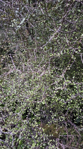 Raukaua anomalus, photograph 6