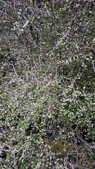 Raukaua anomalus, photograph author not stated, no rights reserved