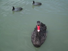Cygnus atratus