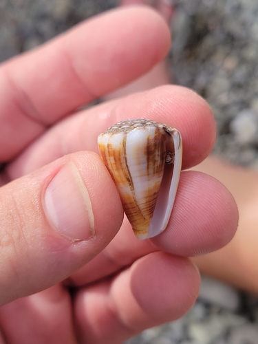 Conus gladiator observed 2026-09-01