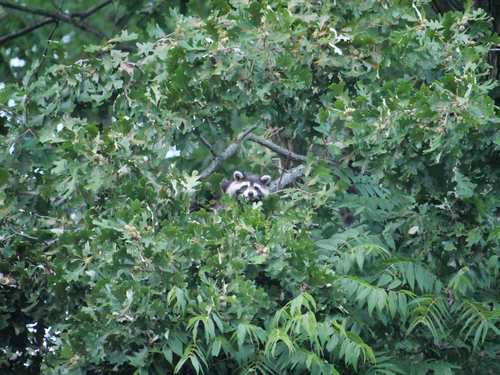 Common Raccoon observed by keighly