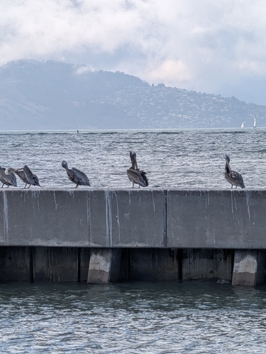 Pellicano bruno observed by checco46