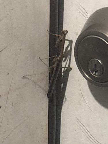 Carolina Mantis