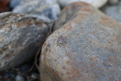 Habronattus hirsutus