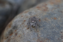 Habronattus hirsutus