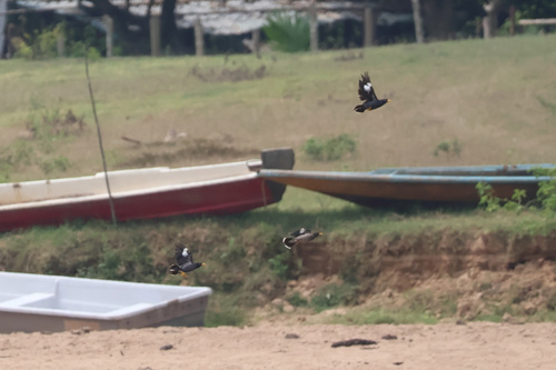 Javan Myna