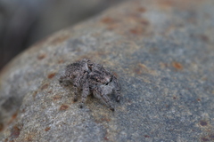 Habronattus hirsutus