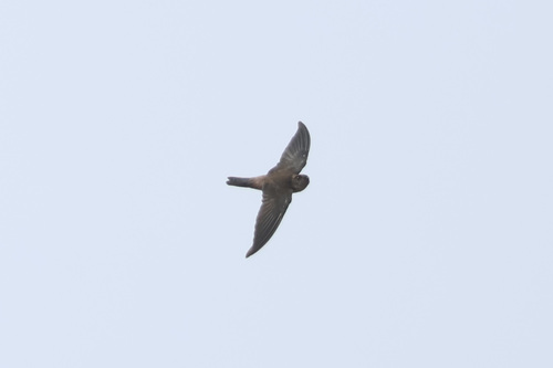 Dark Swiftlets