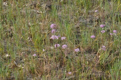 Allium nevii