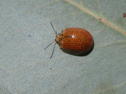 Eucalyptus variegated beetle