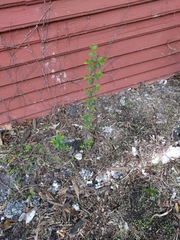 Ulmus pumila