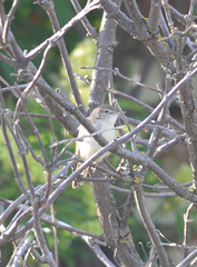 Acrocephalus dumetorum