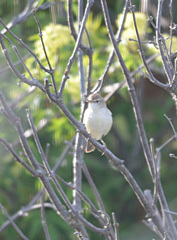 Acrocephalus dumetorum