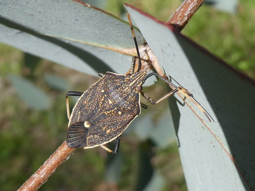 Brown Shield Bug