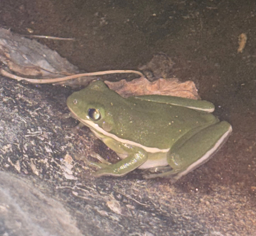 Green Treefrog observed by stephanievermillioncriess