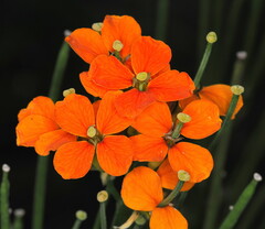 Erysimum capitatum, photograph (c) Rosario Douglas, some rights reserved (CC BY)