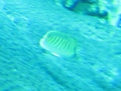 Chaetodon punctatofasciatus