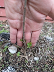 Ulmus pumila