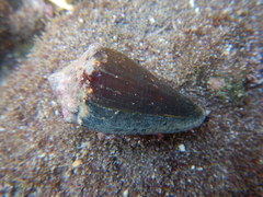 Conus brunneus