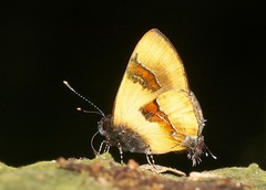 Calycopis buphonia