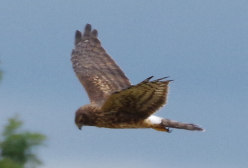 Northern Harrier observed by gualabear