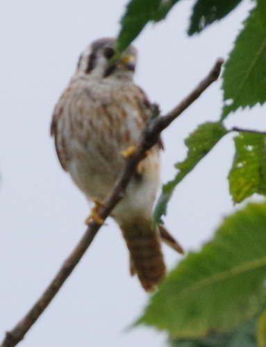 American Kestrel observed by gualabear