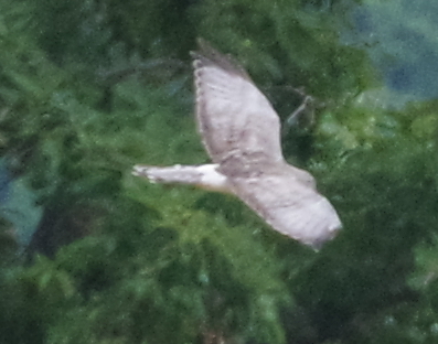 Northern Harrier observed by gualabear