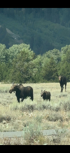 Moose observed by tylernelsen