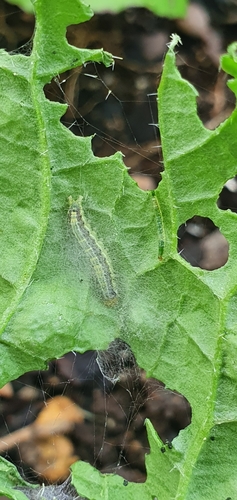 Cabbage Cluster Caterpillar